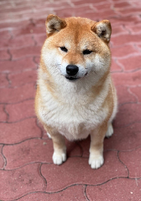 Étalon Shiba - Hoxakam Umi