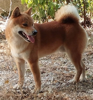 Étalon Shiba - Riu (rokland brighton beach) Des Cocotiers