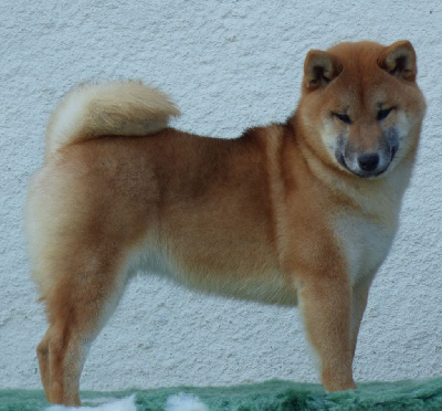Étalon Shiba - Vitesse De La Source Des Rochettes