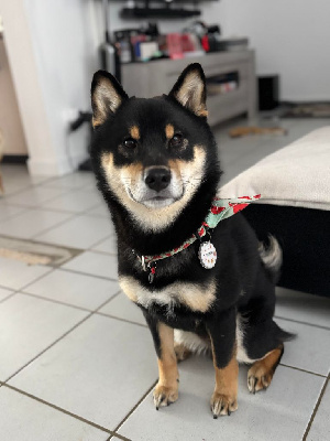 Étalon Shiba - Ushiro du domaine de no way