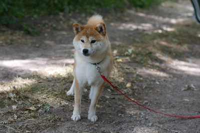 Étalon Shiba - Umea Des Roses De Charlemagne