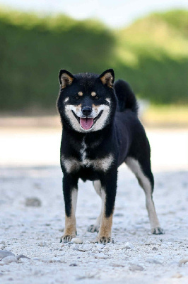 Étalon Shiba - Umi Du Temps Des Amazones