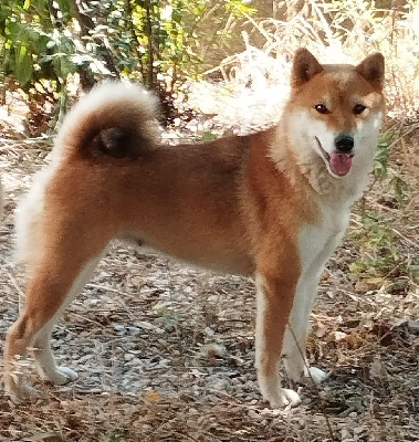 Étalon Shiba - Sushi (daihoshi no hikari) Des Cocotiers