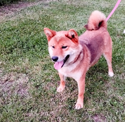 Étalon Shiba - Urban hippie Des Plaines D'ardennie