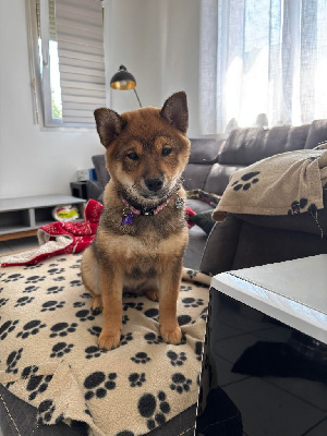 Étalon Shiba - Amber stone De La Perle Des Quatre Ames