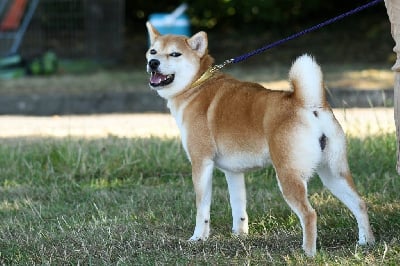 Étalon Shiba - Vixy mona Go Sakura Kensha