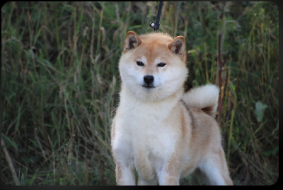 Étalon Shiba - Shym Des Brumes de Brocéliande
