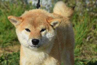 Étalon Shiba - U'nami go de L'Empire des Samouraïs