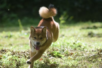 Étalon Shiba - Athena the wise warrior De La Perle Des Quatre Ames