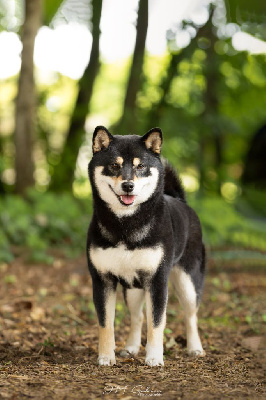 Étalon Shiba - U'yoki shinai De L'Univers D'O'Kumi