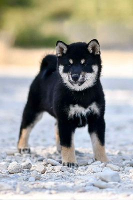 Étalon Shiba - Aishiteru kiko Domaine Des Sept Loups