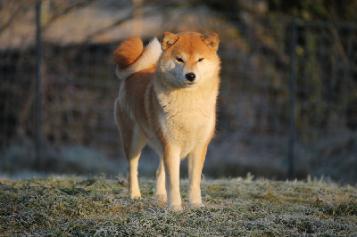 Étalon Shiba - Tamamo no mae By Kyub'isae