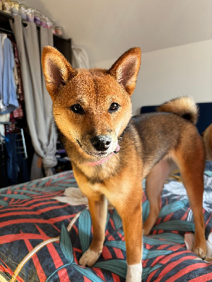 Étalon Shiba - Visenya Jikan's Shadow