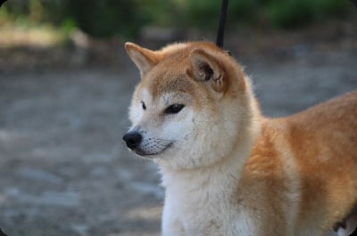 Étalon Shiba - Tokai de L'Igloo des Sables