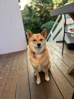 Étalon Shiba - Shadow (Sans Affixe)