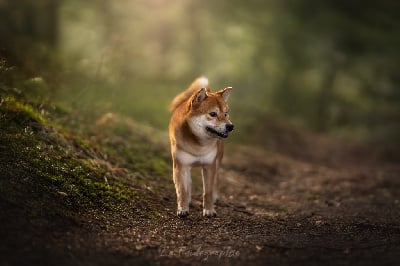 Étalon Shiba - Nippon'ai Toshi go