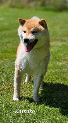 Étalon Shiba - akai ikigay Katsuko