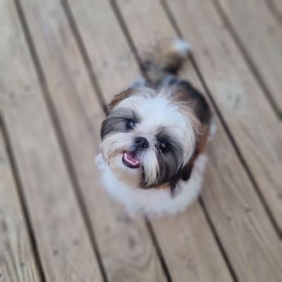 Étalon Shih Tzu - Telulah Shireen El Sham