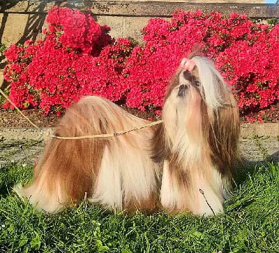 Étalon Shih Tzu - Tseyang of ai huong lan's Dreams