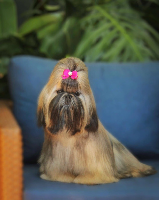 Étalon Shih Tzu - vanity lake Dazzling love dit fanny