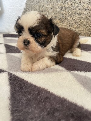 Ulane Du Domaine De Terrut