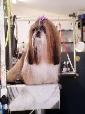 Étalon Shih Tzu - Théia D'altan Khan