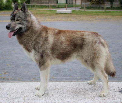 Étalon Siberian Husky - Vegas' star Du Phoenix D'Or