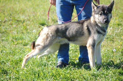 Étalon Siberian Husky - Marvel du Menez des Glaziks