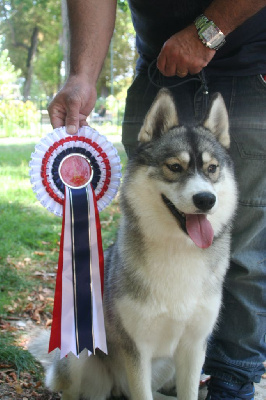 Étalon Siberian Husky - Vayana Des Chants Nordiques