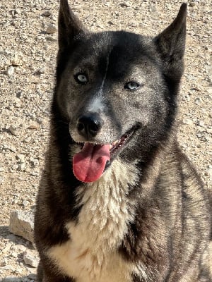 Étalon Siberian Husky - eskifavorite Ledy oh the house