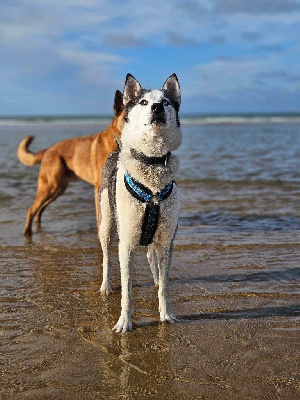 Étalon Siberian Husky - talismaanin Kuunsirpin kajo dite saskatchewan