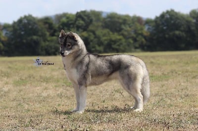Étalon Siberian Husky - asgardfrost's La fleur dite era