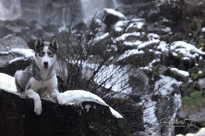 Étalon Siberian Husky - Redbull of Amikwan