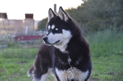 Étalon Siberian Husky - Revna Siberian Southeast
