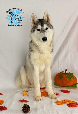 Étalon Siberian Husky - Avalanche De La Contrée Des Glaces