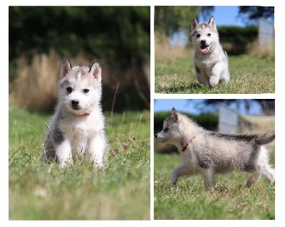 Étalon Siberian Husky - Flower Of Tenebrae Aragorn king-of-gondor
