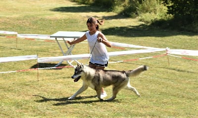 Étalon Siberian Husky - CH. Tayron Naillik's