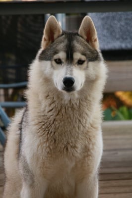 Étalon Siberian Husky - Ultima Des Legendes Du Triskel