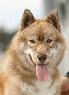 Étalon Siberian Husky - s'torianastar sibiriada Snikers