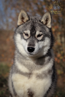 Étalon Siberian Husky - Uilo Of Kolyma Wolves