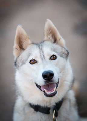 Étalon Siberian Husky - H lecky de L'Igloo des Sables
