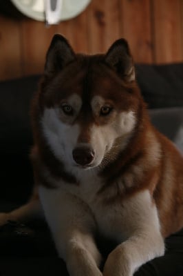 Étalon Siberian Husky - Unicorn dream lovely de Daybreak Northern