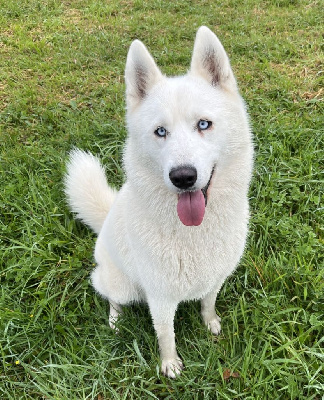 Étalon Siberian Husky - Taylor dit taïs (Sans Affixe)