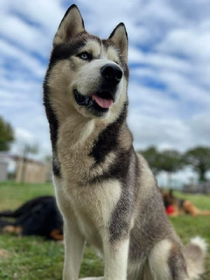Étalon Siberian Husky - Tooks dit togo Des Tanières Du Chavanon