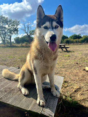 Étalon Siberian Husky - Utopie du Domaine de la Plissonnière