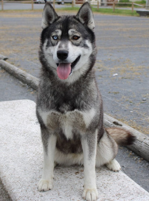 Étalon Siberian Husky - U love dite tennessee Des Flocons Sibériens
