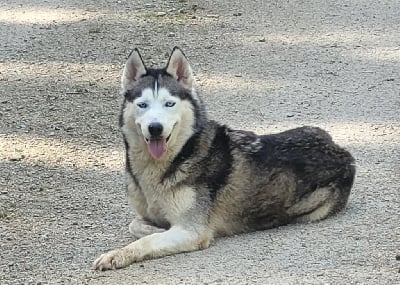 Étalon Siberian Husky - Taiga Des Tanières Du Chavanon