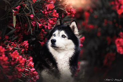 Étalon Siberian Husky - Jillyl.a dite haley des merveilles boréales