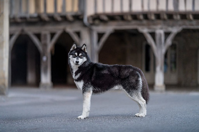 Étalon Siberian Husky - Thorvald Des Etoiles Des Glaciers
