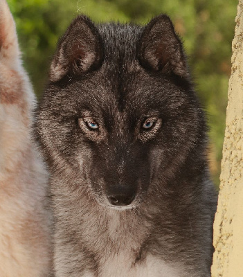 Étalon Siberian Husky - festa esterna Baunty